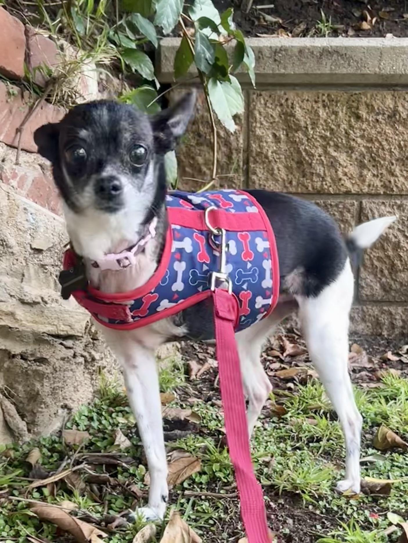 Enlarge Molli, a ADOPTABLE Chihuahua in West Hollywood, CA image 1/6