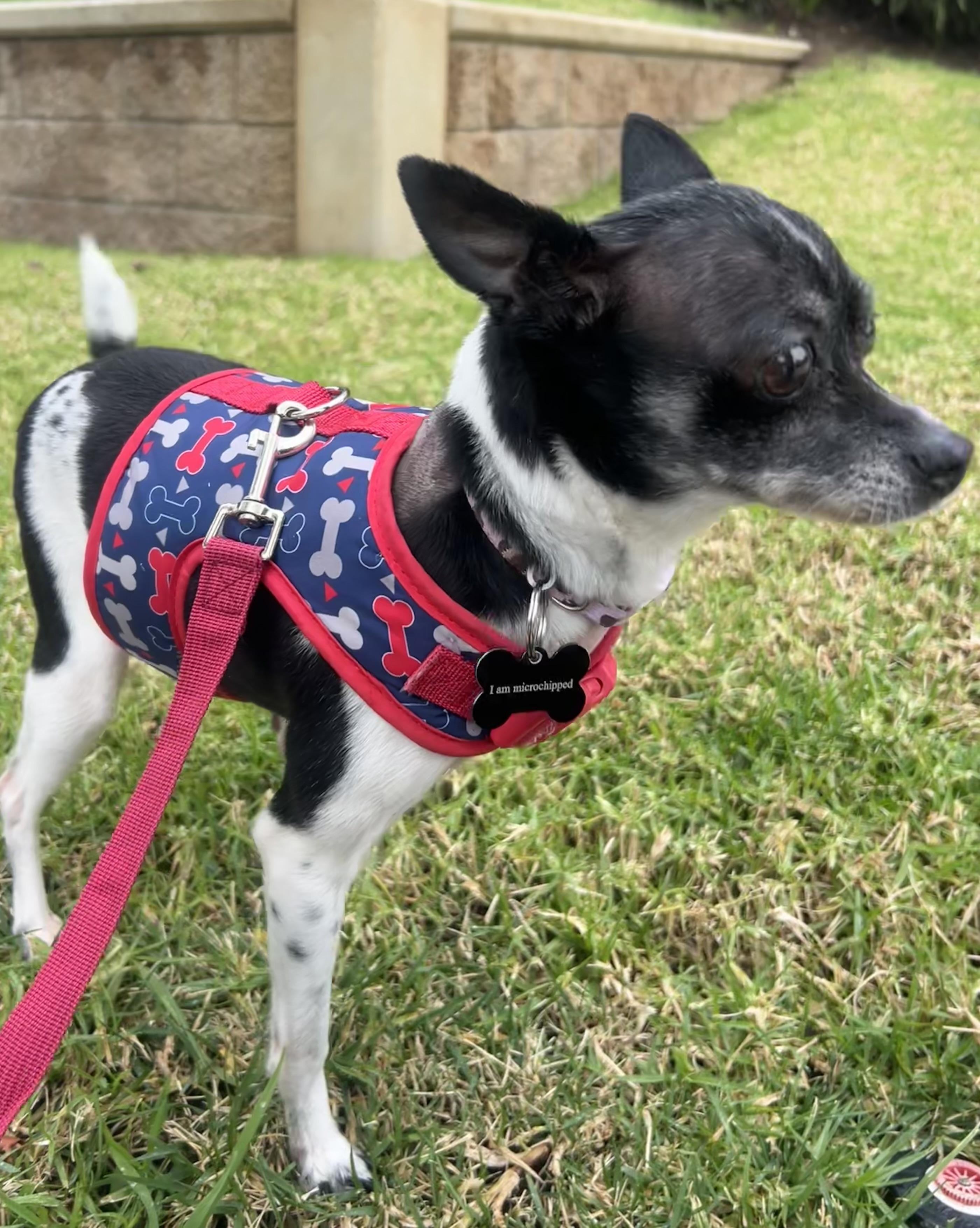 Enlarge Molli, a ADOPTABLE Chihuahua in West Hollywood, CA image 6/6