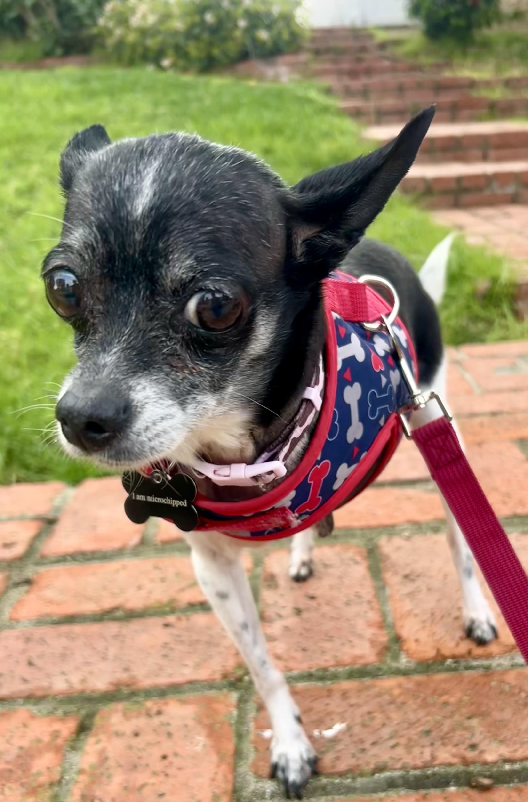 Enlarge Molli, a ADOPTABLE Chihuahua in West Hollywood, CA image 4/6