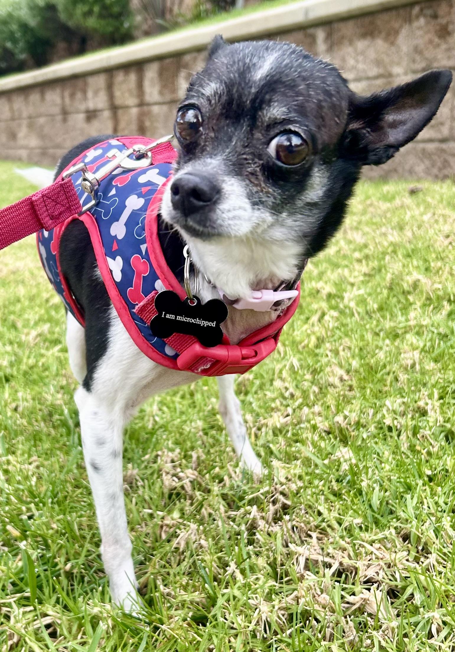 Enlarge Molli, a ADOPTABLE Chihuahua in West Hollywood, CA image 5/6