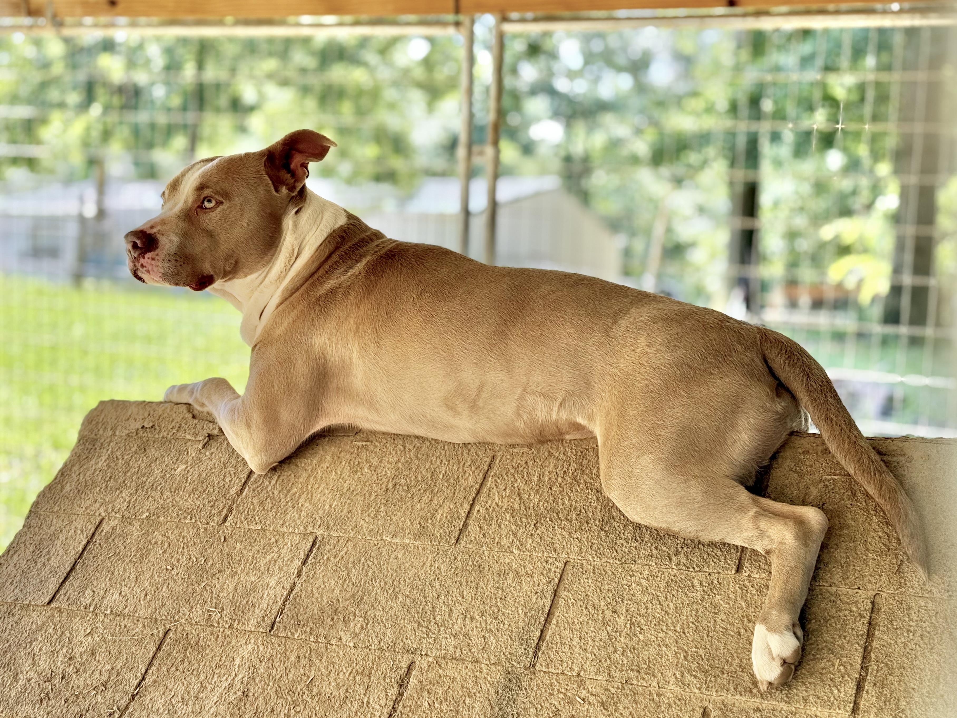 Enlarge Jewels, a Adoptable mixed breed in Indian Mound, TN image 1/1