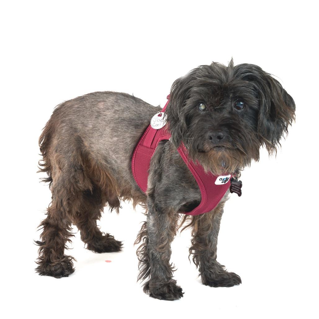 Joe Cool  13664, Adoptable, Senior Male Terrier.