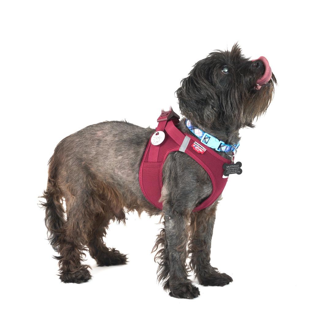 Enlarge Joe Cool  13664, a Adoptable Terrier in San Francisco, CA image 3/6