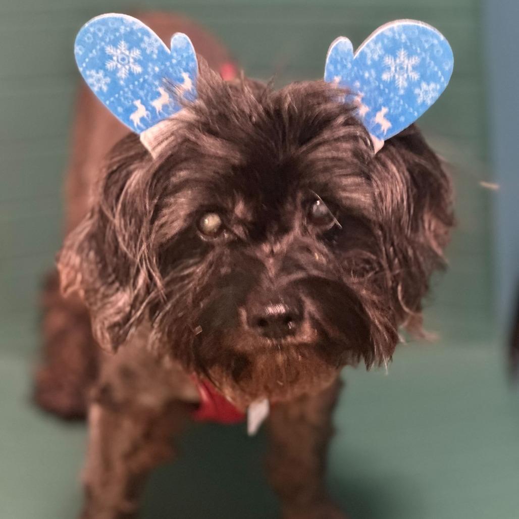 Enlarge Joe Cool  13664, a Adoptable Terrier in San Francisco, CA image 6/6