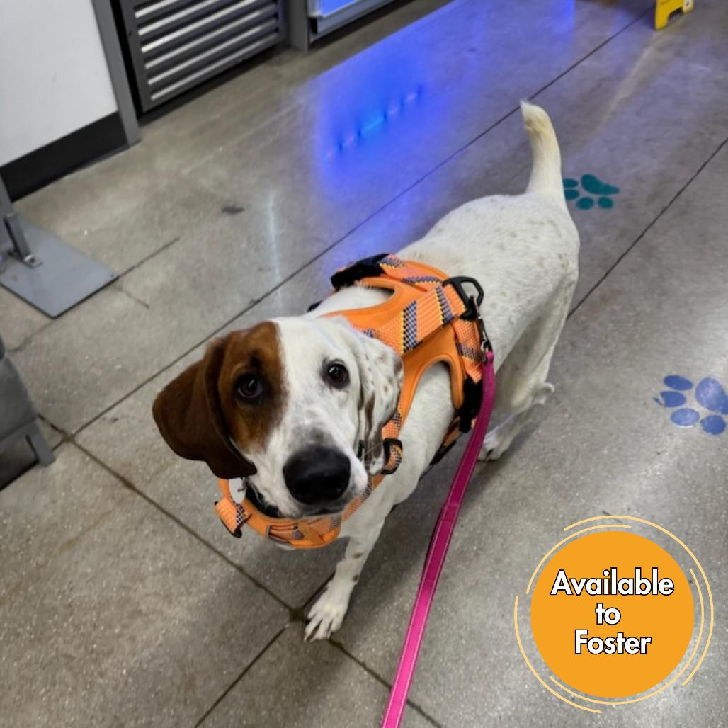Madra, a Adoptable mixed breed in Normal, IL image 1/5