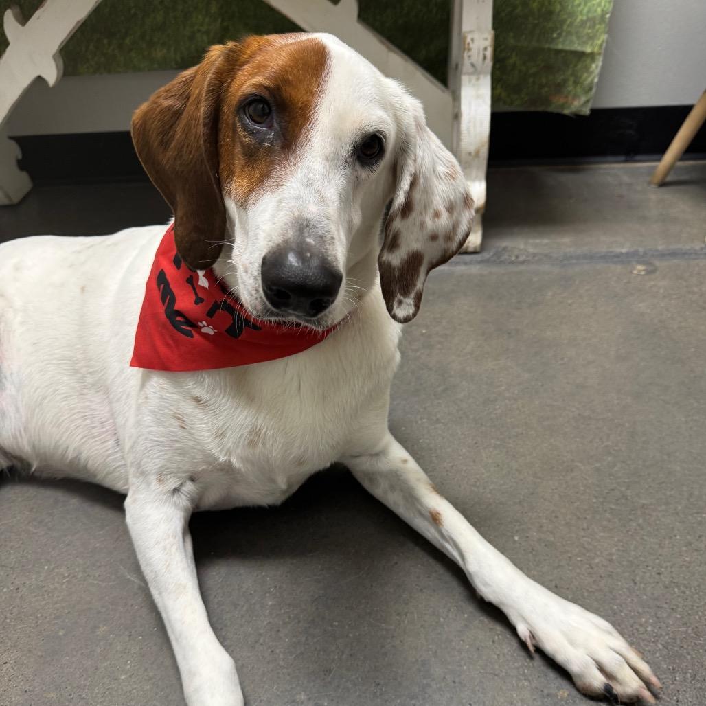 Enlarge Madra, a Adoptable mixed breed in Normal, IL image 2/5
