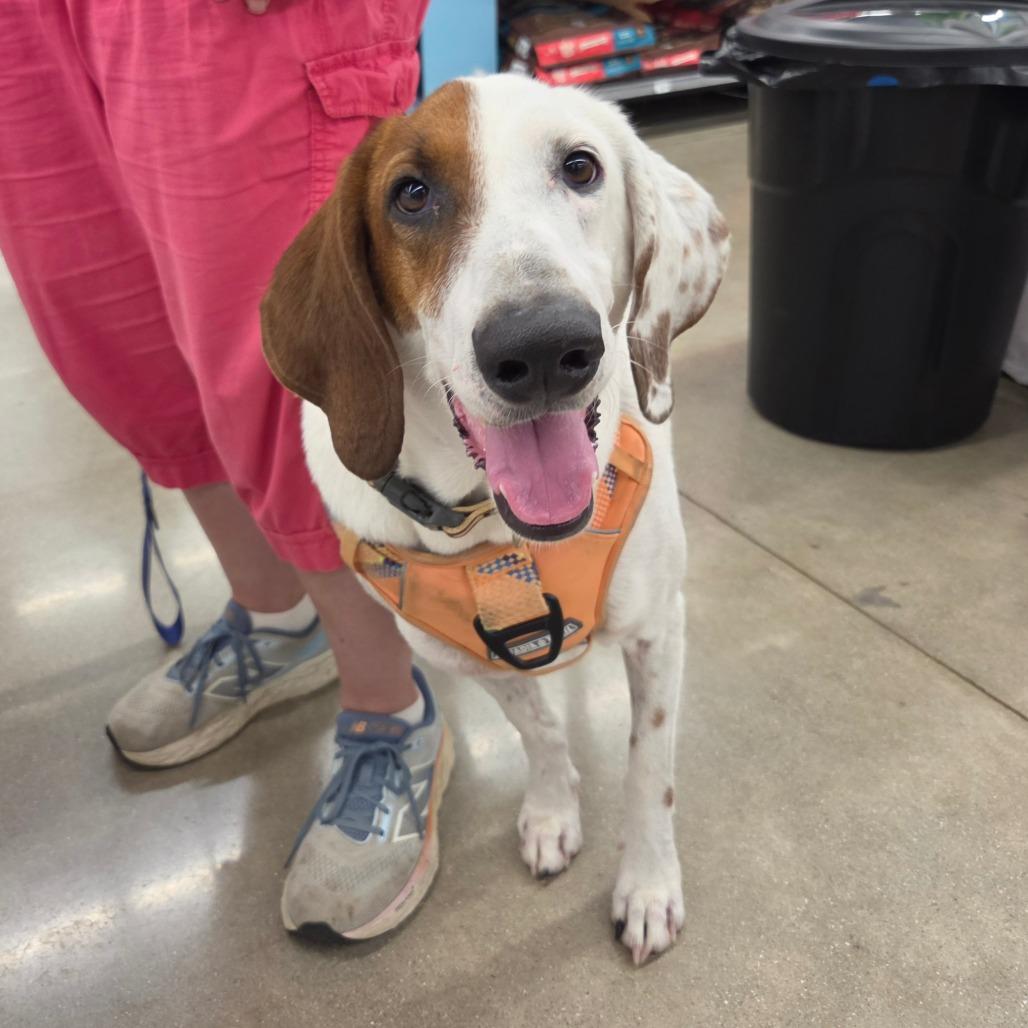 Madra, Adoptable, Adult Female Cattle Dog & Pointer.