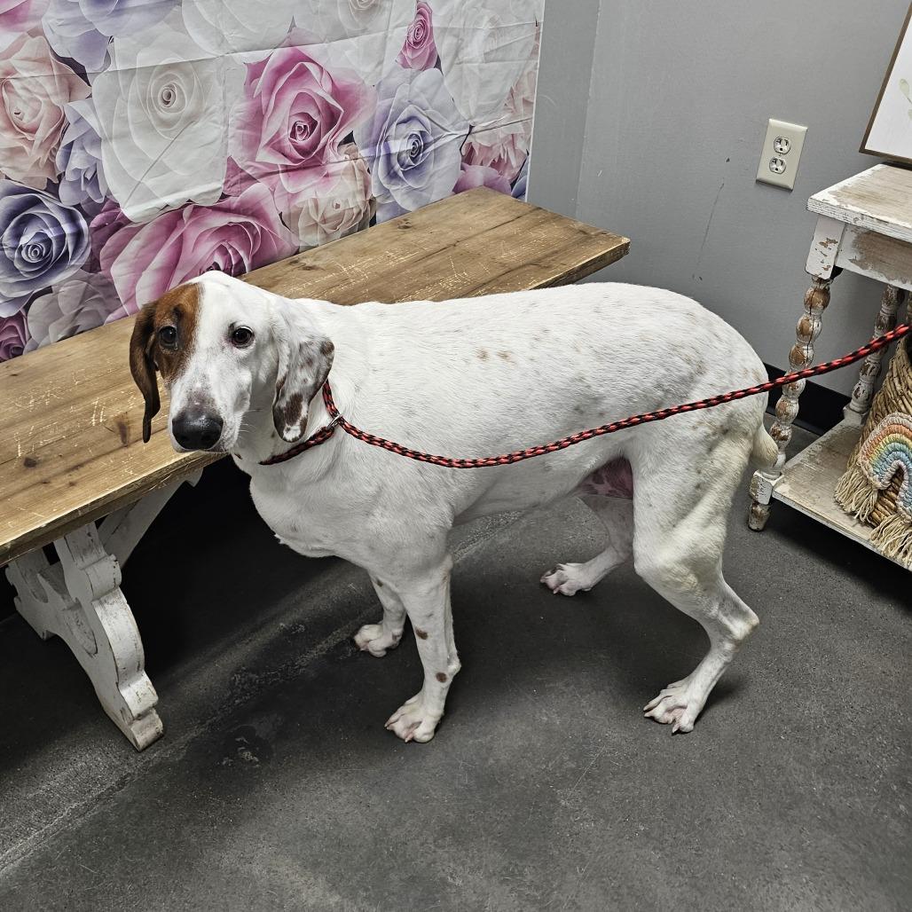 Madra, a Adoptable mixed breed in Normal, IL image 2/5
