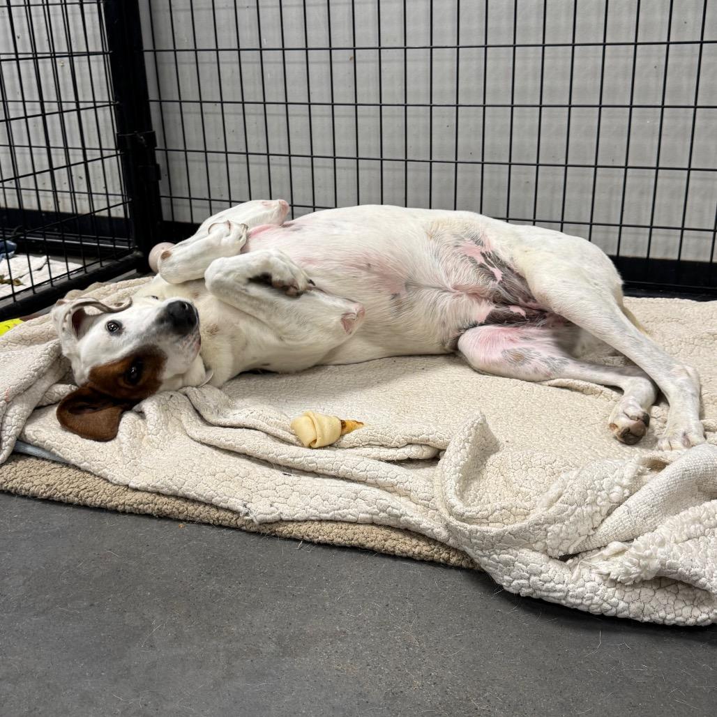 Enlarge Madra, a Adoptable mixed breed in Normal, IL image 3/6