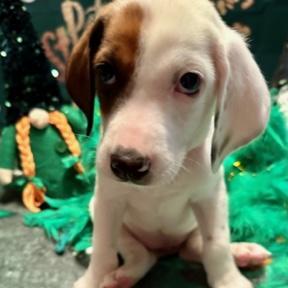 Madra, a Adoptable mixed breed in Normal, IL image 3/5