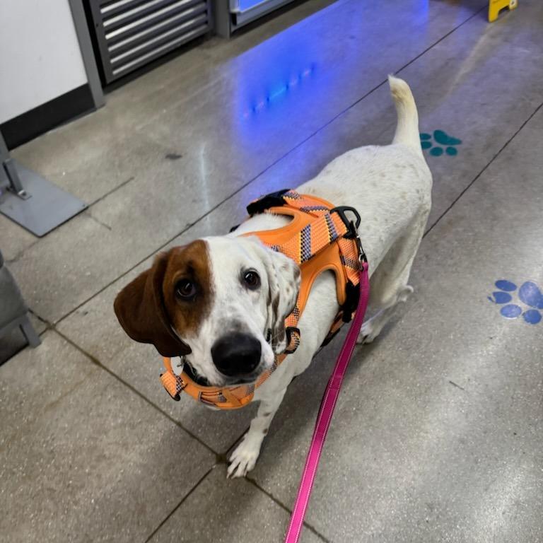 Madra, a Adoptable mixed breed in Normal, IL image 4/5