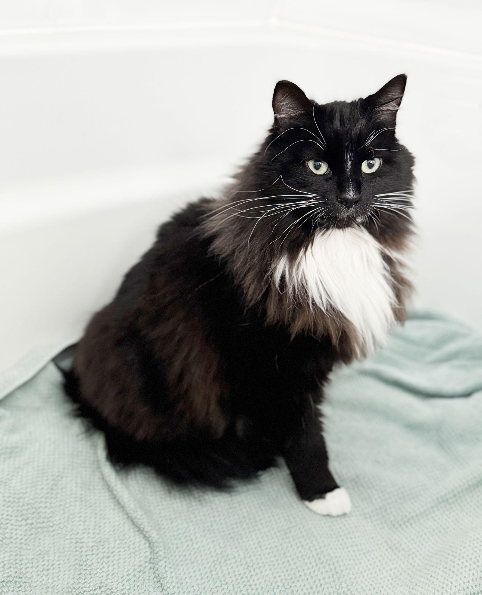 Maximus, Adopted, Young Male Domestic Long Hair & Tuxedo.
