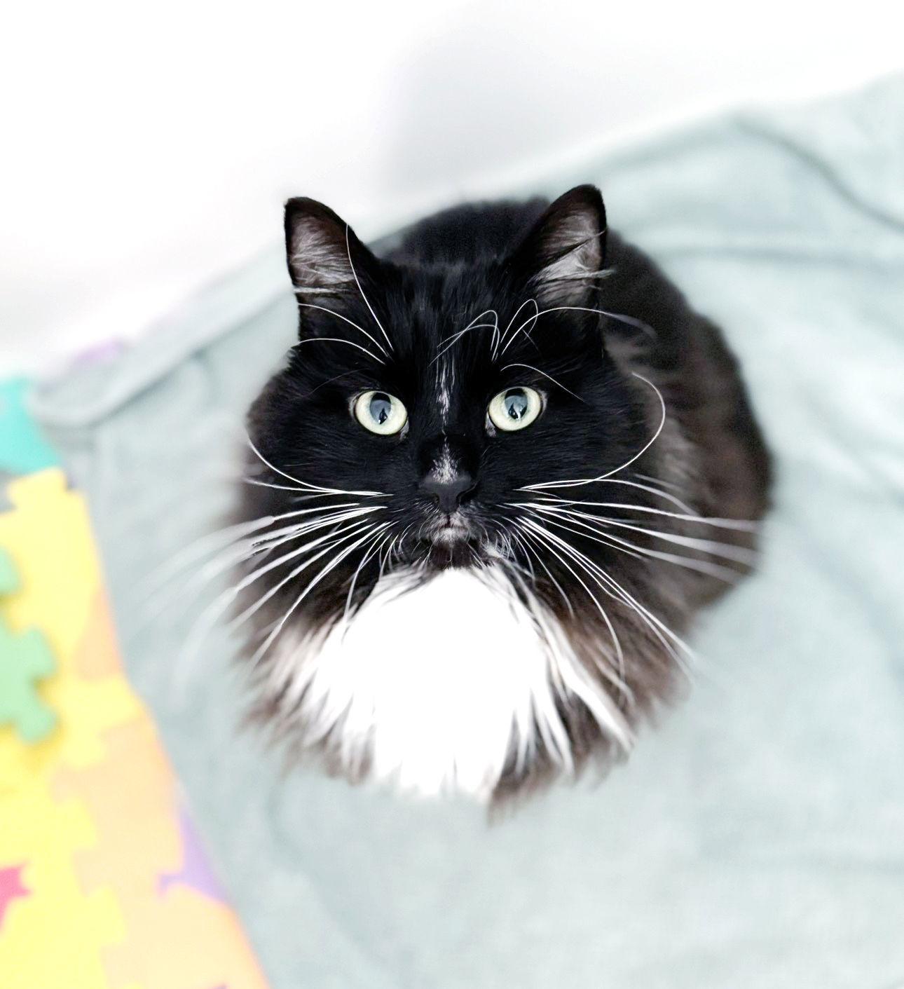 Maximus, Adopted, Young Male Domestic Long Hair & Tuxedo.