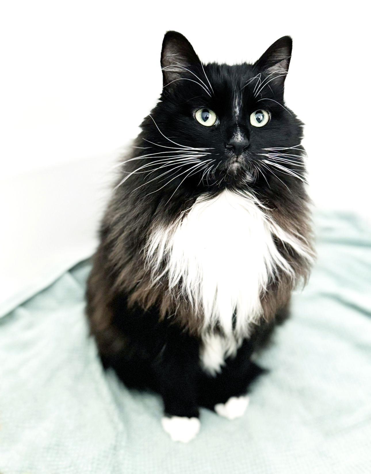 Enlarge Maximus, a Adopted mixed breed in Alameda, CA image 3/3