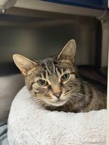 Marge, a ADOPTABLE Domestic Short Hair in Whitby, ON image 1/3