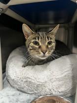 Marge, a ADOPTABLE Domestic Short Hair in Whitby, ON image 3/3