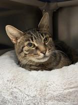 Marge, a ADOPTABLE Domestic Short Hair in Whitby, ON image 2/3