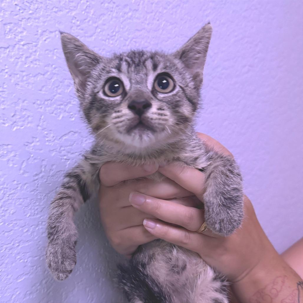 Drizzle, a Adoptable Domestic Short Hair in Waco, TX image 2/2