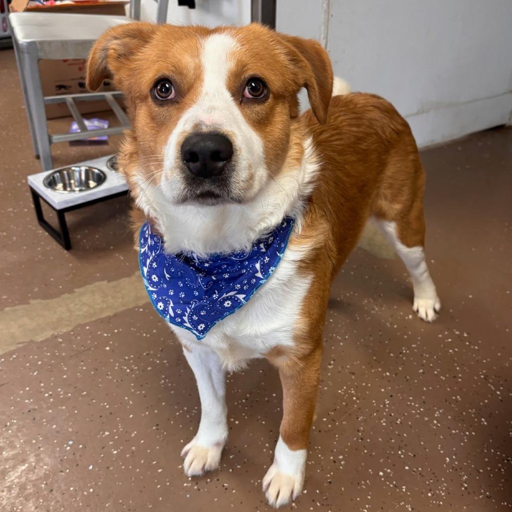 Enlarge Happy, a Adoptable Rough Collie in Belleville, IL image 1/2