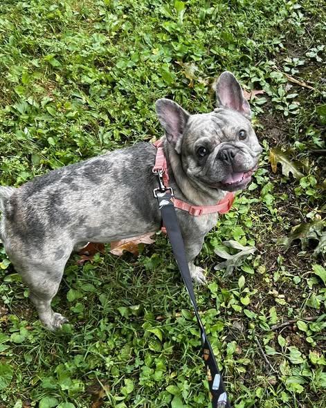 Enlarge Cosmo, an adoptable French Bulldog in Bridgeton, NJ image 2/2