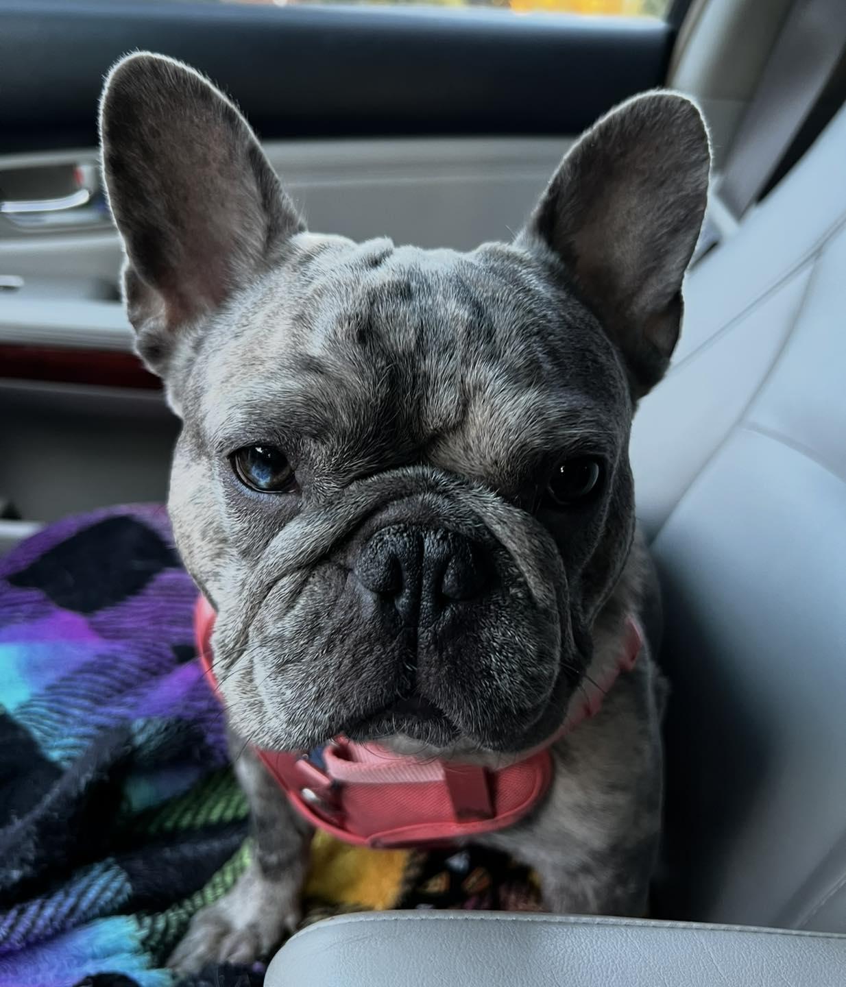 Cosmo, adoptable, Adult Male French Bulldog.