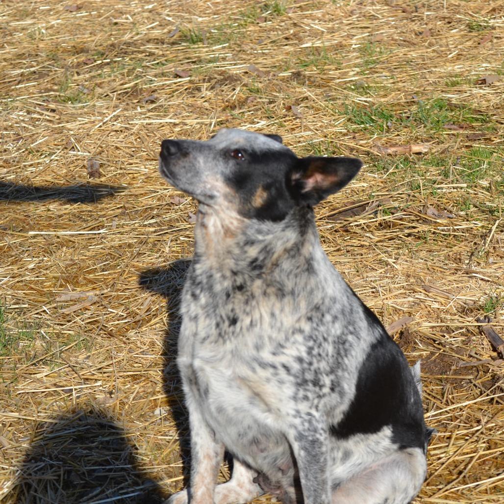 Bessy, a Adoptable mixed breed in Madisonville, KY image 1/3