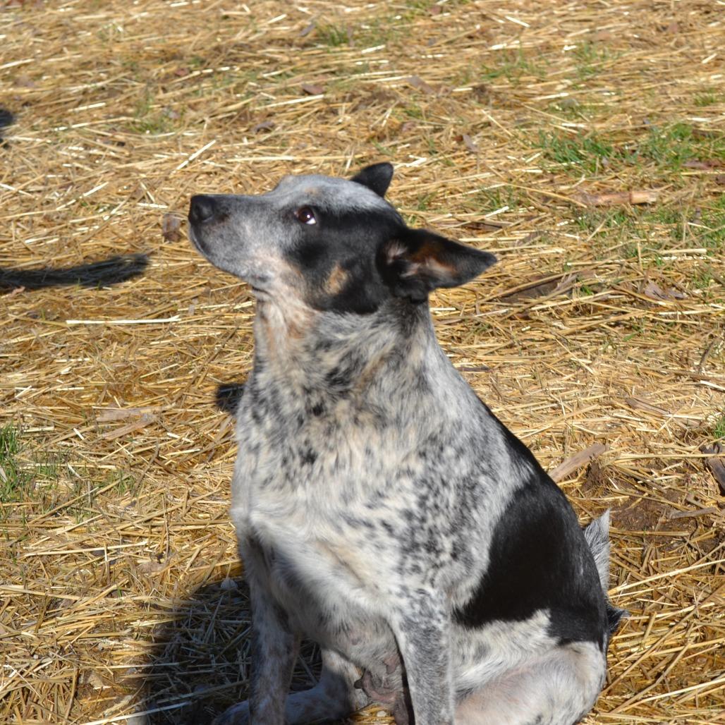 Bessy, a Adoptable mixed breed in Madisonville, KY image 2/3