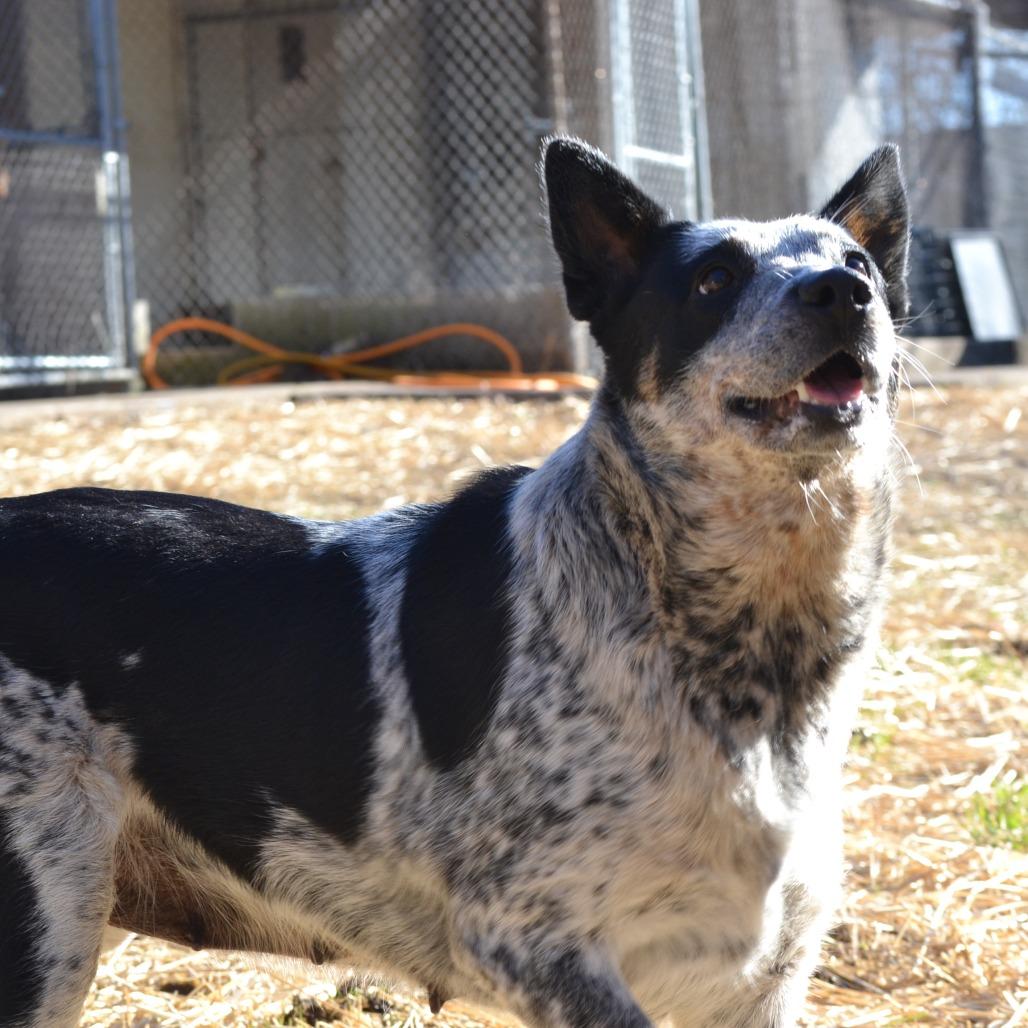 Bessy, a Adoptable mixed breed in Madisonville, KY image 3/3