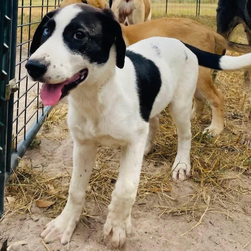Sarah Mary PC, adopted, Puppy Female Great Dane & Mastiff.