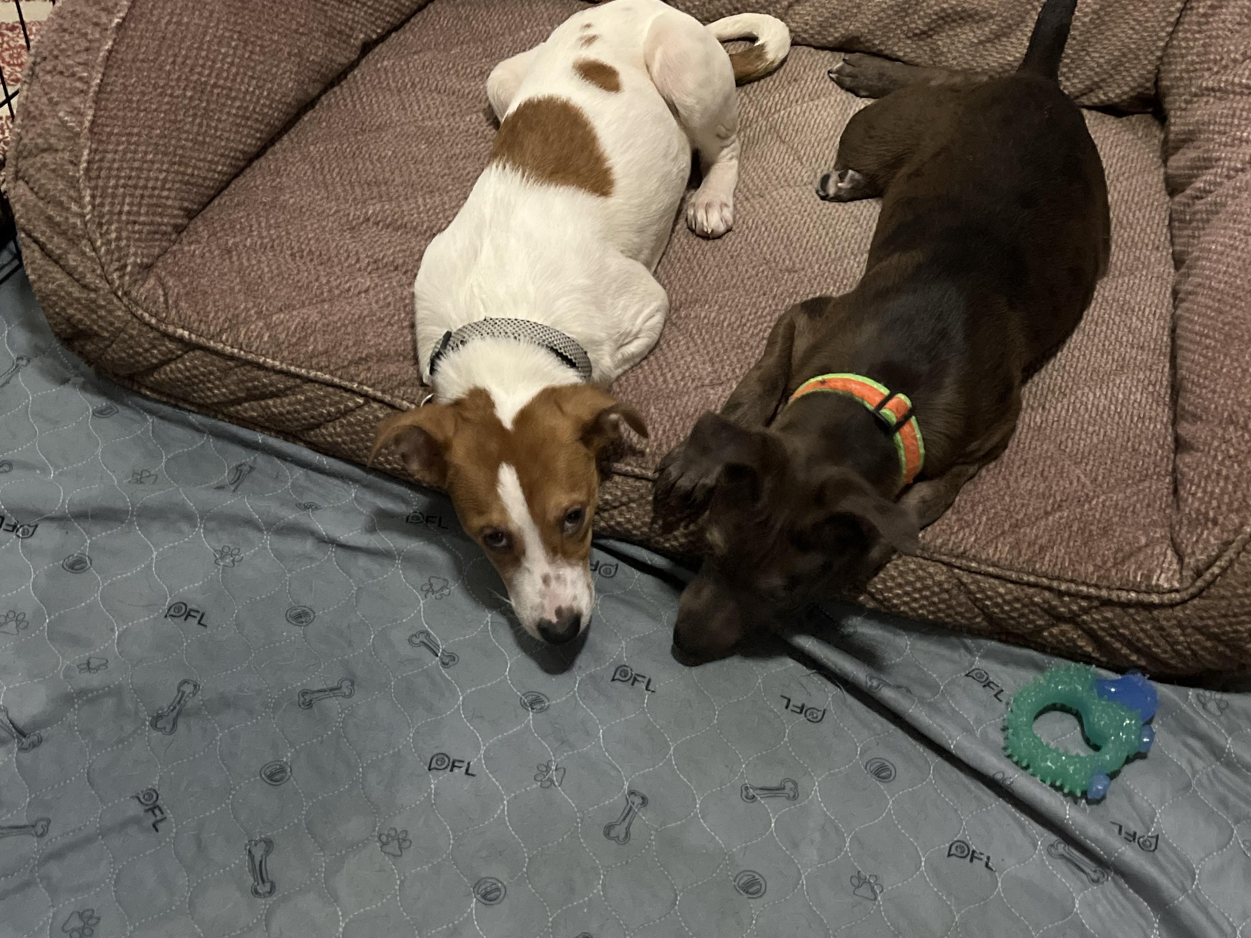 Enlarge Casey, a Adoptable mixed breed in Richmond, VA image 3/6