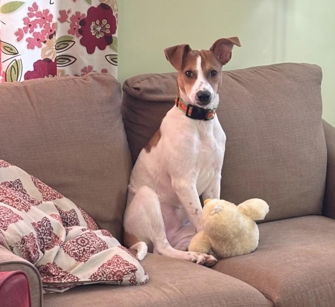 Enlarge Casey, a Adoptable mixed breed in Richmond, VA image 6/6