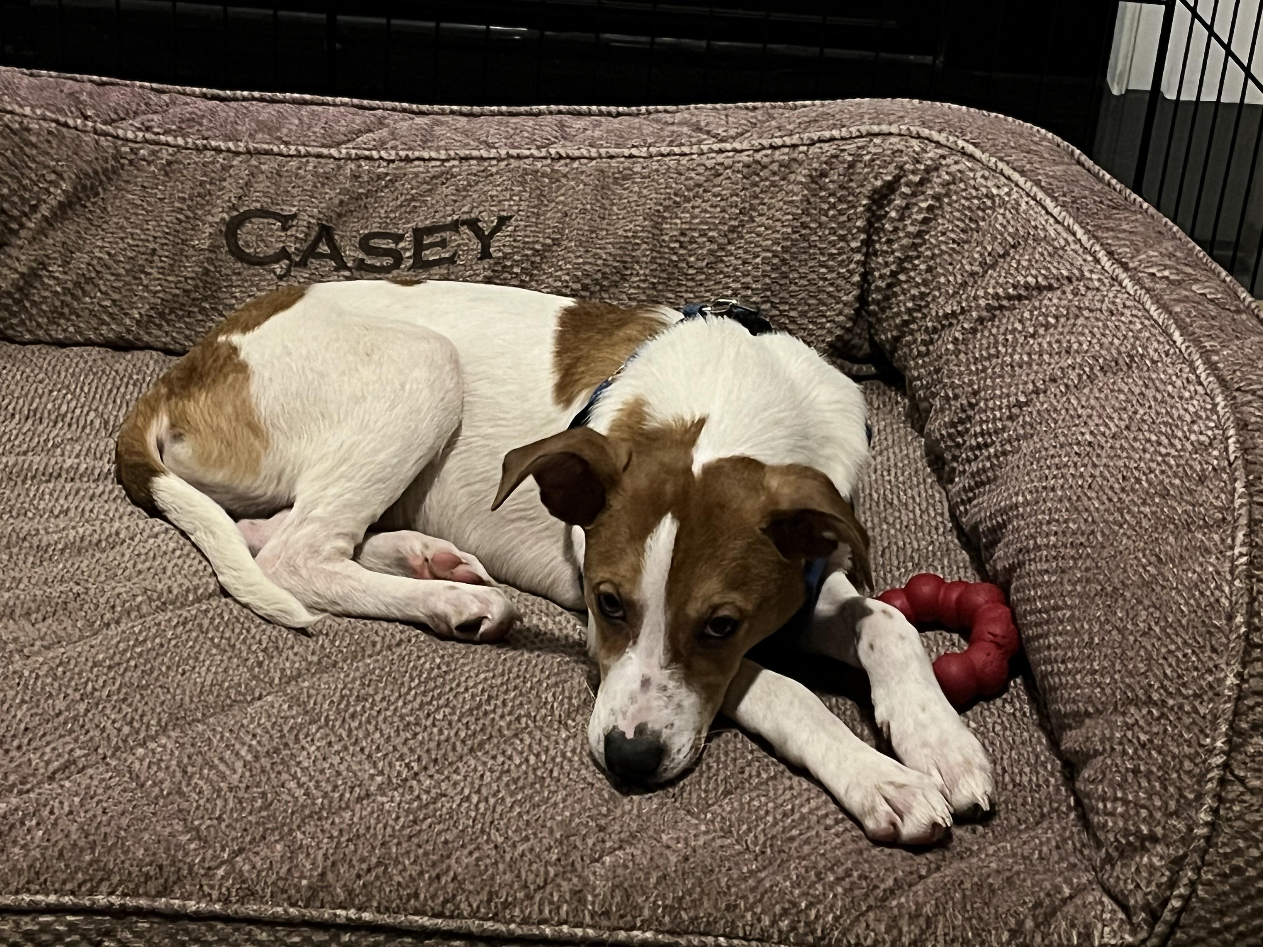 Enlarge Casey, a Adoptable mixed breed in Richmond, VA image 5/6