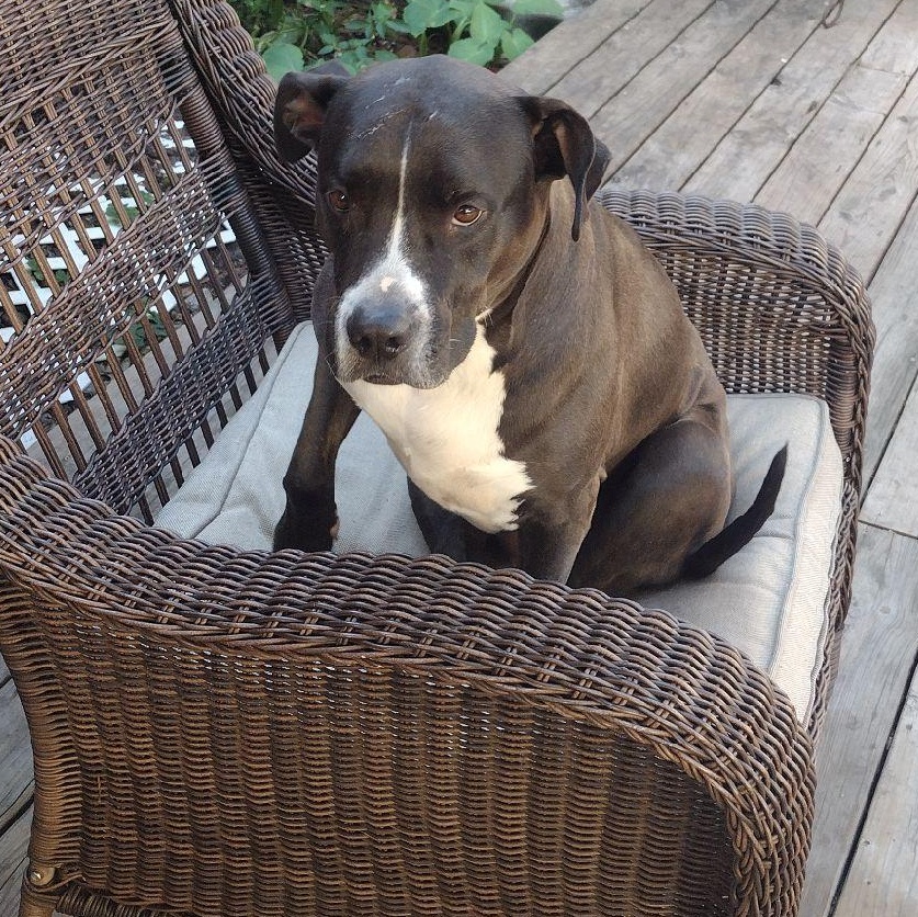 BREEZE, a Adoptable Pit Bull Terrier in Spring, TX image 3/6