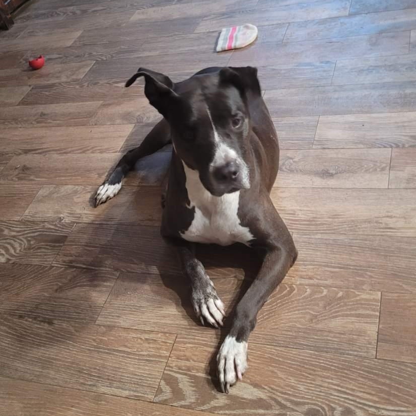 BREEZE, a Adoptable Pit Bull Terrier in Spring, TX image 6/6