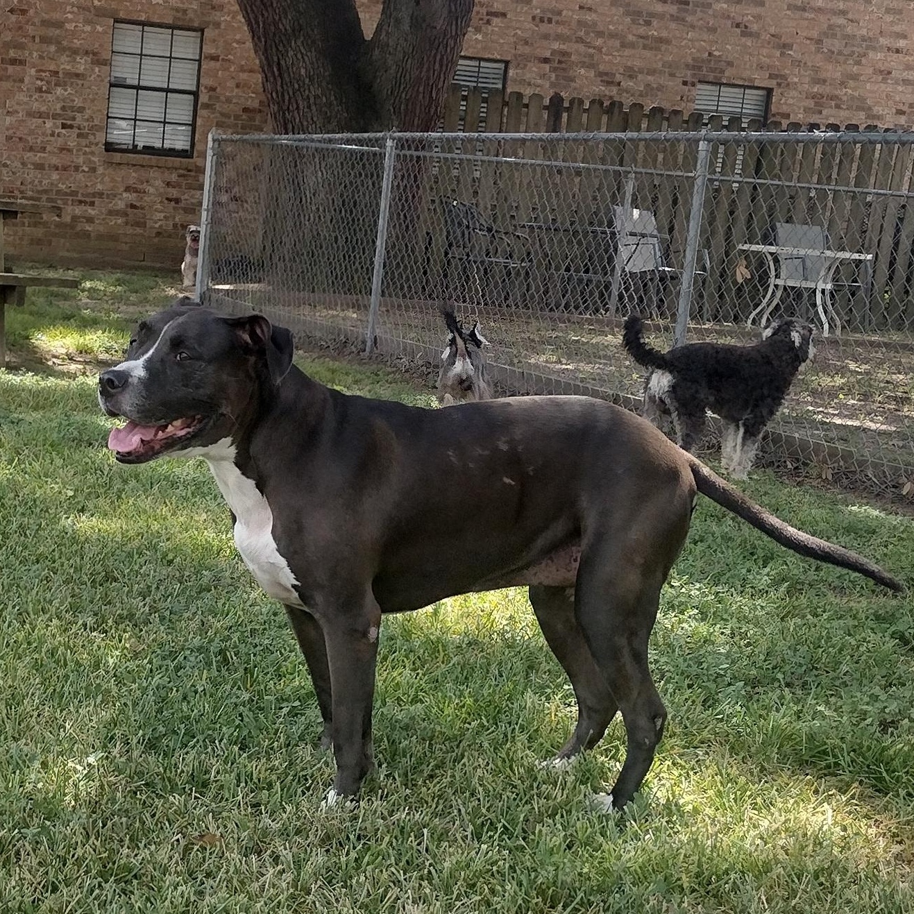 BREEZE, a Adoptable Pit Bull Terrier in Spring, TX image 2/6