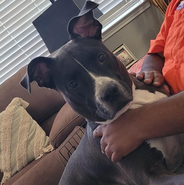 BREEZE, a Adoptable Pit Bull Terrier in Spring, TX image 4/6