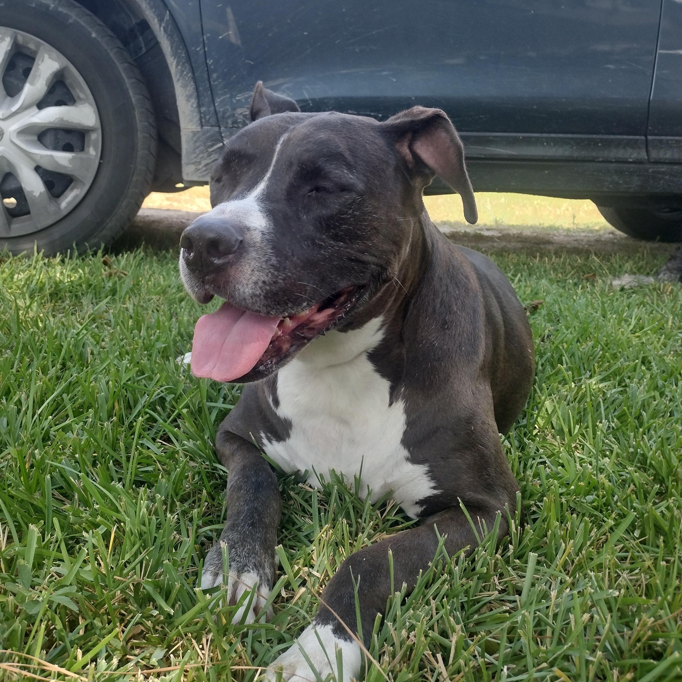 BREEZE, Adoptable, Senior Female Pit Bull Terrier.