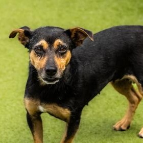 Sammy, a ADOPTABLE Chihuahua in Santa Cruz, CA image 6/6