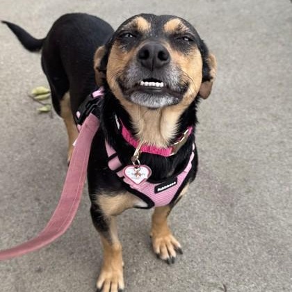 Sammy, a ADOPTABLE Chihuahua in Santa Cruz, CA image 4/6