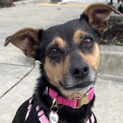 Sammy, a ADOPTABLE Chihuahua in Santa Cruz, CA image 1/6