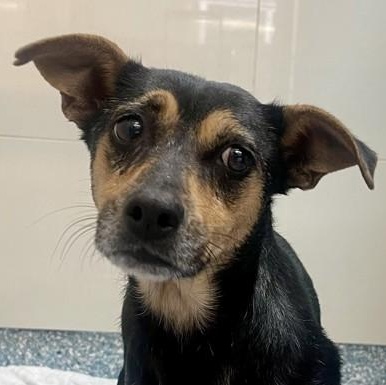 Sammy, a ADOPTABLE Chihuahua in Santa Cruz, CA image 5/6