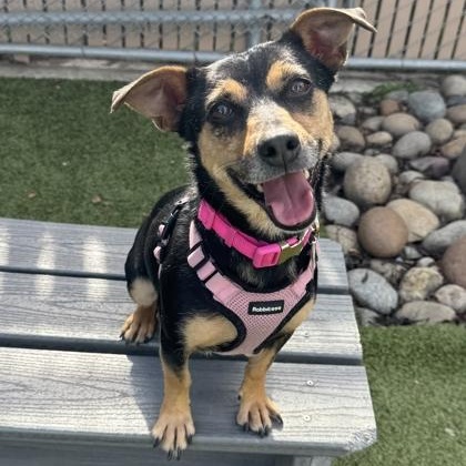 Sammy, a ADOPTABLE Chihuahua in Santa Cruz, CA image 2/6