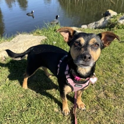 Sammy, a ADOPTABLE Chihuahua in Santa Cruz, CA image 3/6
