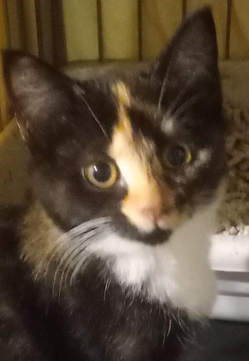 Lexie, a Adoptable Domestic Short Hair in Garrett Park, MD image 2/5