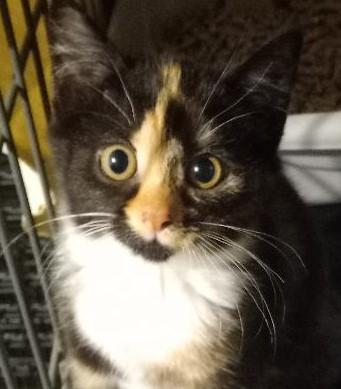 Lexie, Adoptable, Kitten Female Domestic Short Hair.