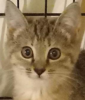 Lexie, a Adoptable Domestic Short Hair in Garrett Park, MD image 4/5