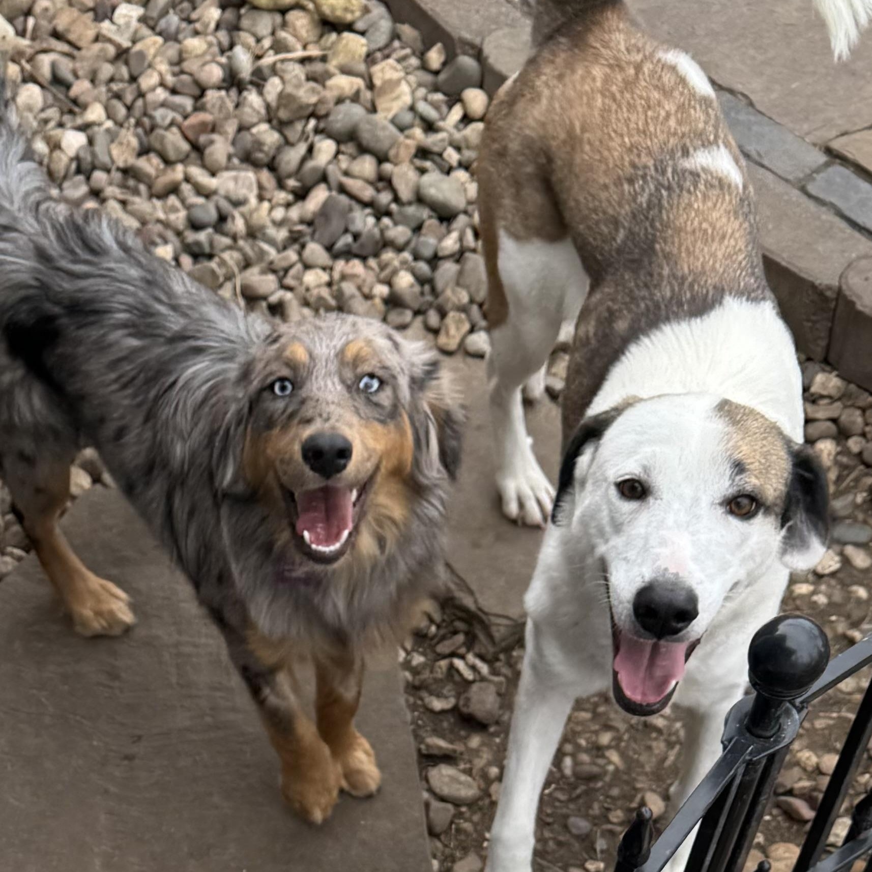 Enlarge Ziggy , a ADOPTABLE Australian Shepherd in Louisburg, KS image 4/5