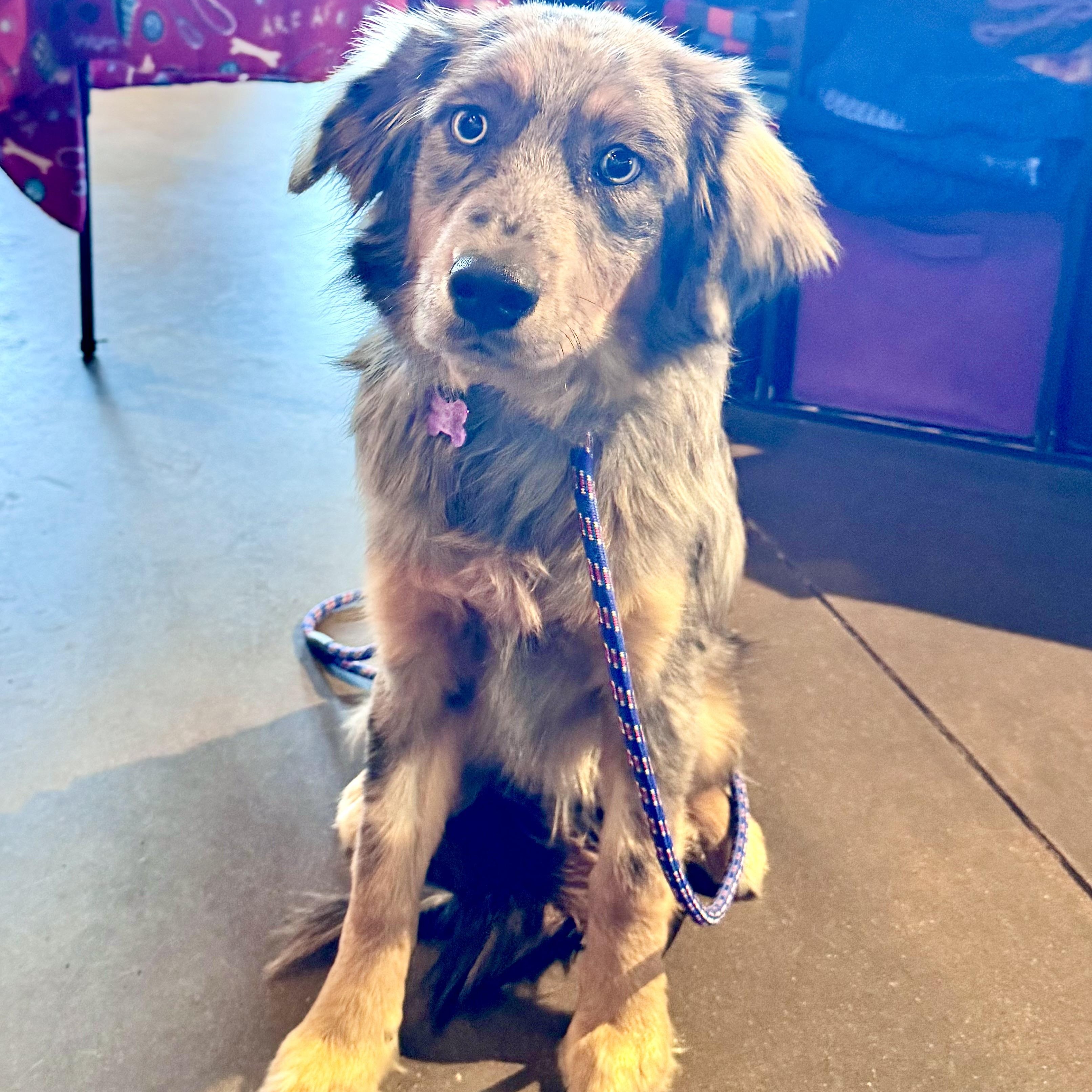 Ziggy , ADOPTABLE, Young Male Australian Shepherd.