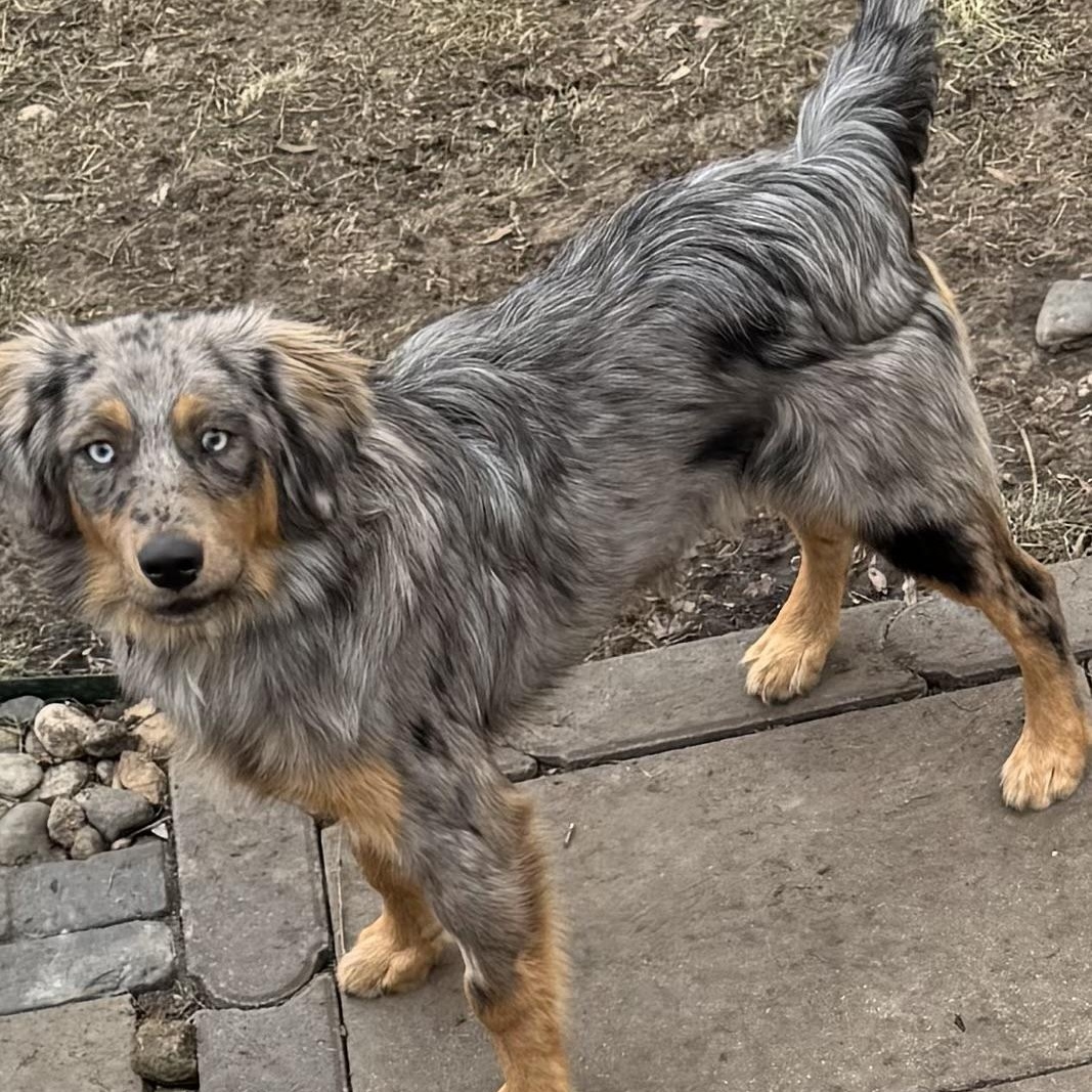 Ziggy , ADOPTABLE, Young Male Australian Shepherd.