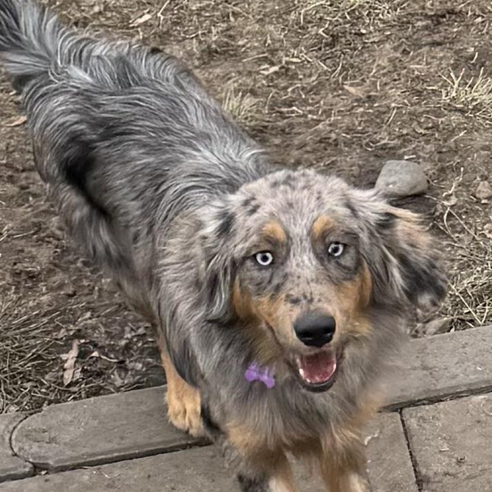 Enlarge Ziggy , a ADOPTABLE Australian Shepherd in Louisburg, KS image 2/5